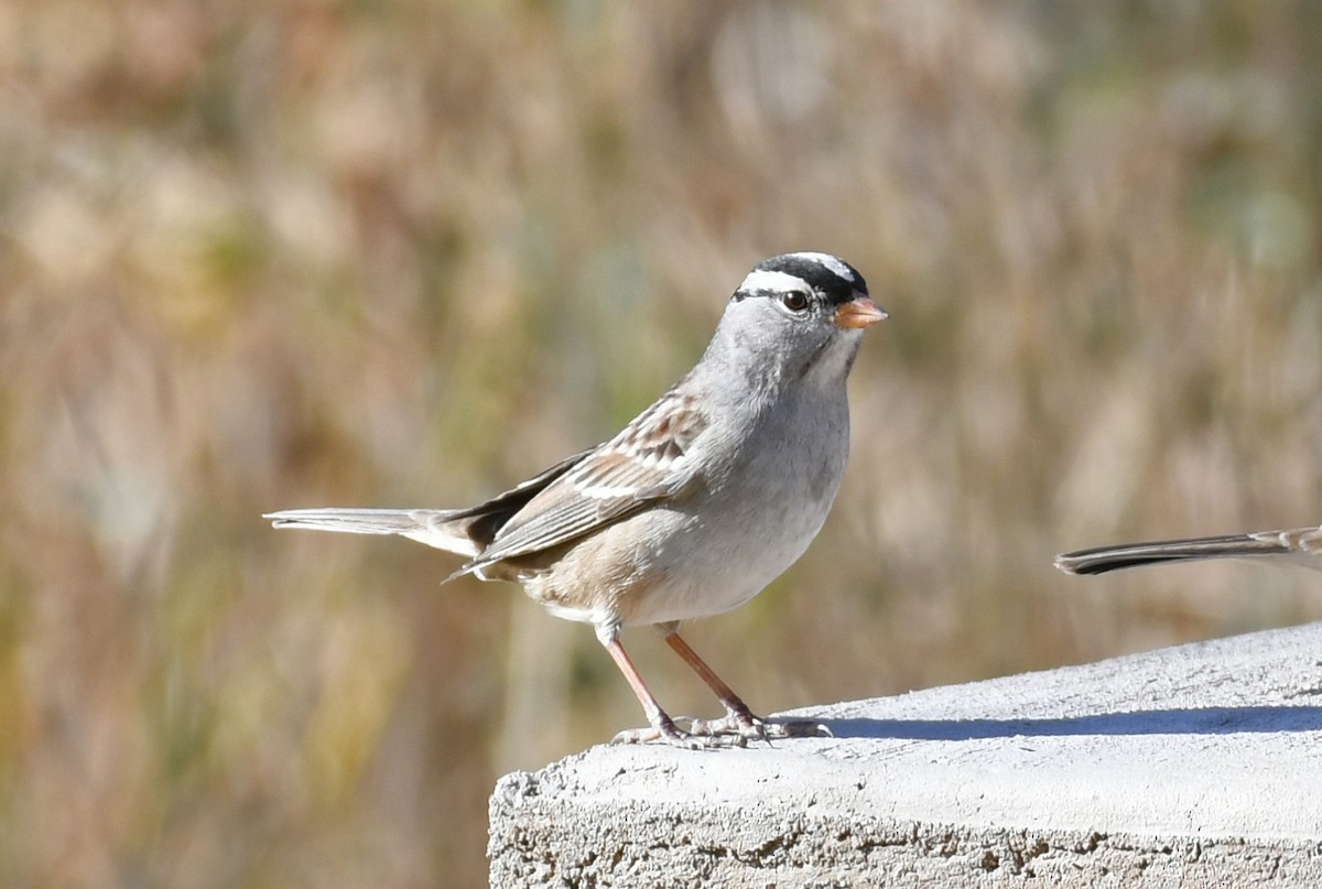 White-crowned Sparrow - ML398696801