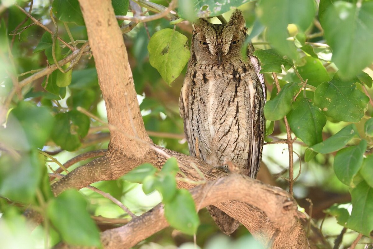 Eurasian Scops-Owl - viral joshi