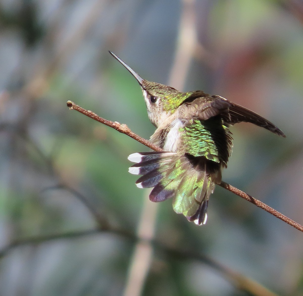 Ruby-throated Hummingbird - ML398703501
