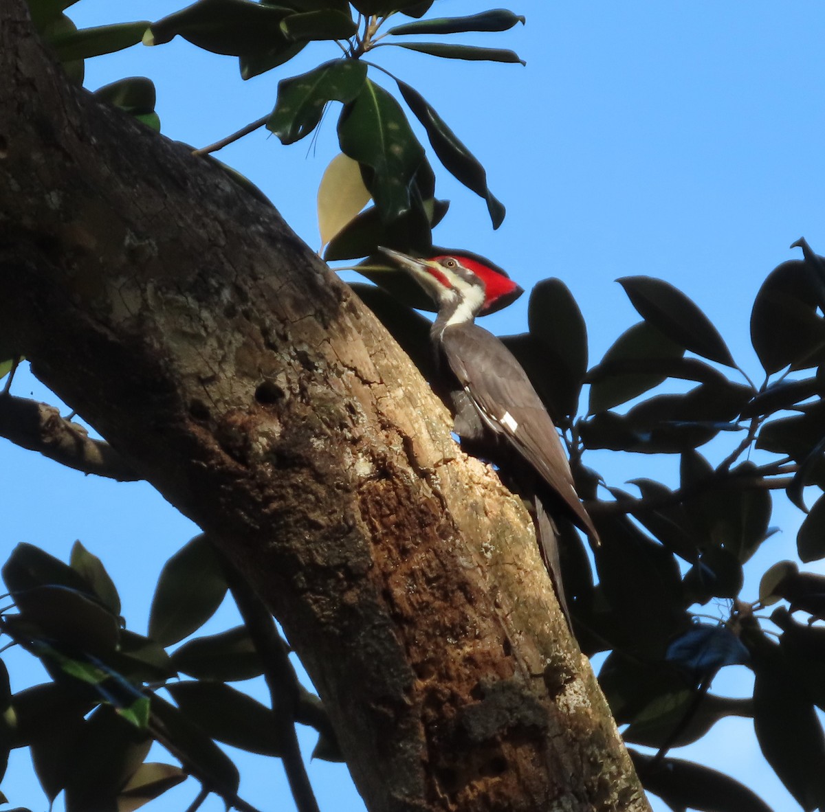 Pileated Woodpecker - ML398704101
