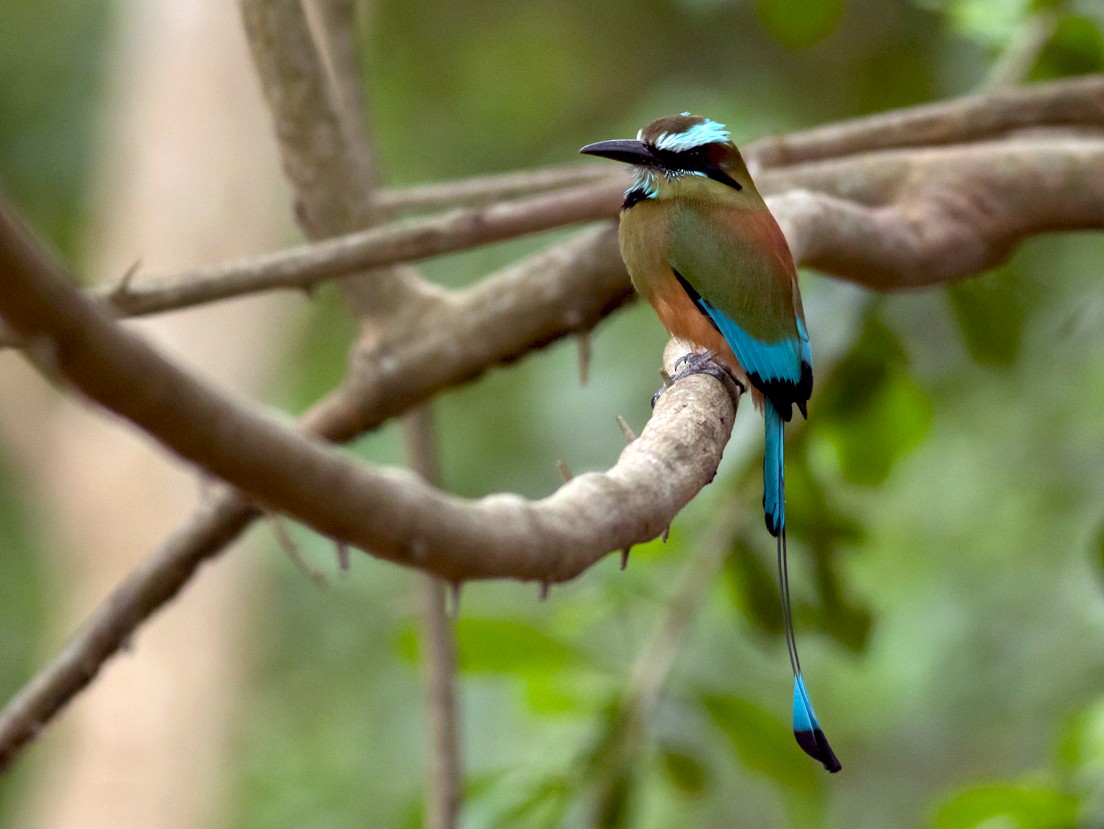 Turquoise-browed Motmot - Tom Johnson