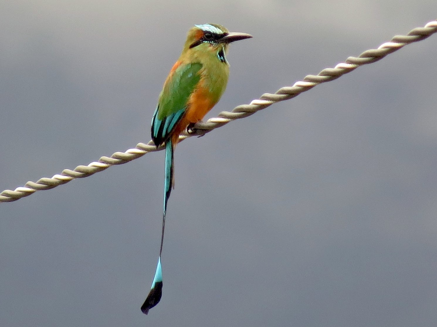 Turquoise-browed Motmot - Oliver  Komar