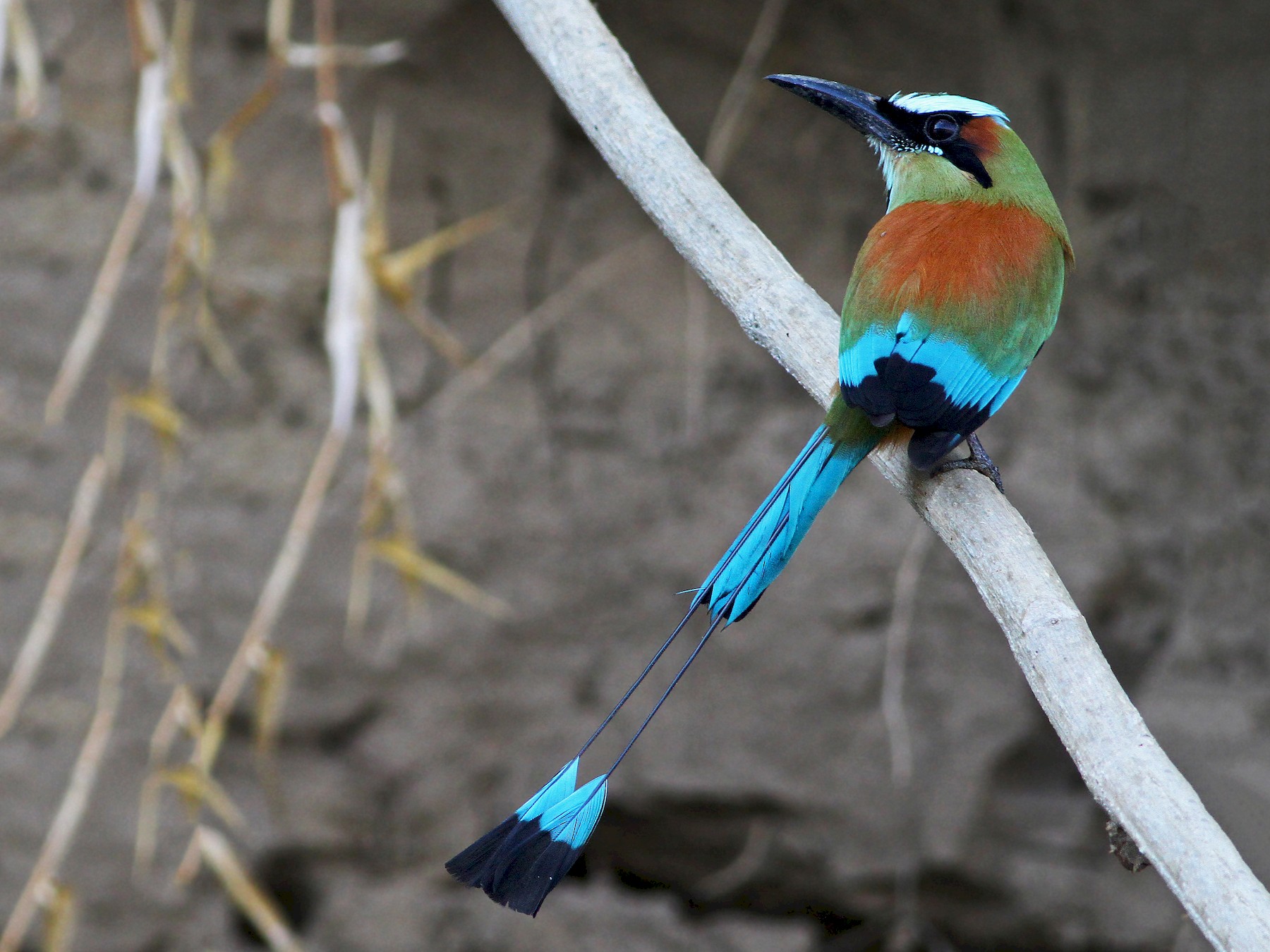 Turquoise-browed Motmot - Andrew Spencer