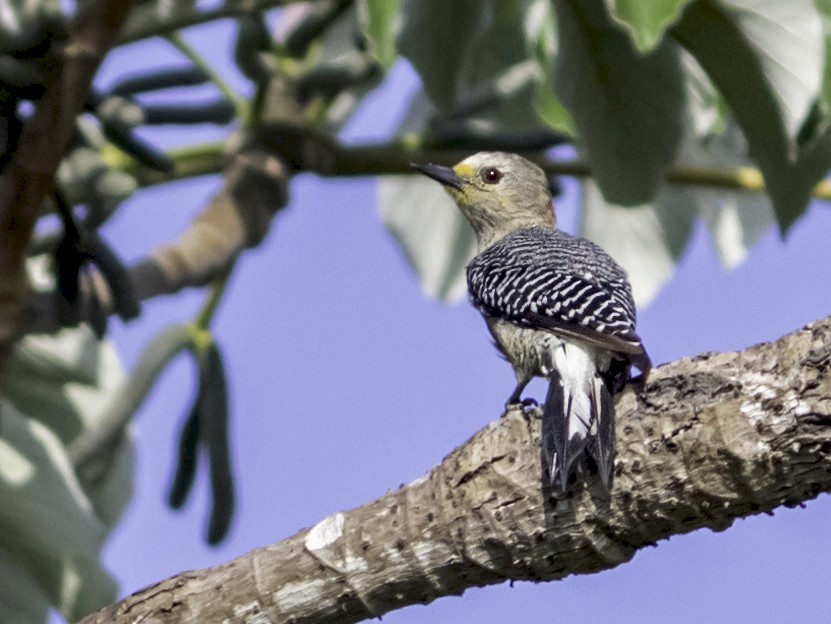 Yucatan Woodpecker - Alvaro Cervera