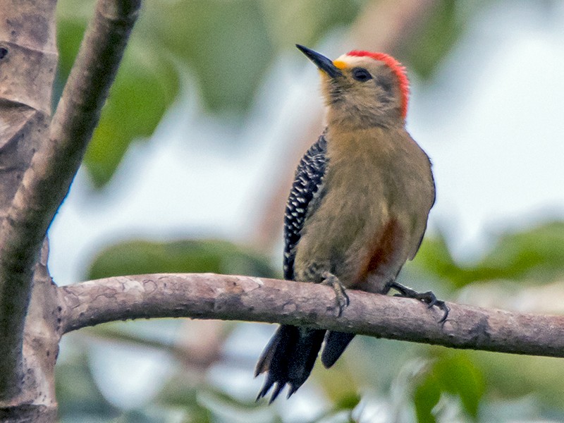 Yucatan Woodpecker - Edward Boyd