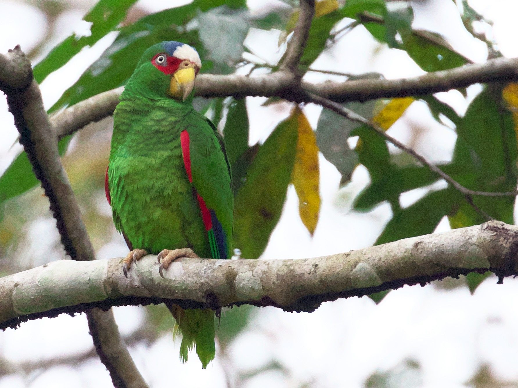 White-fronted Parrot - Paul Tavares