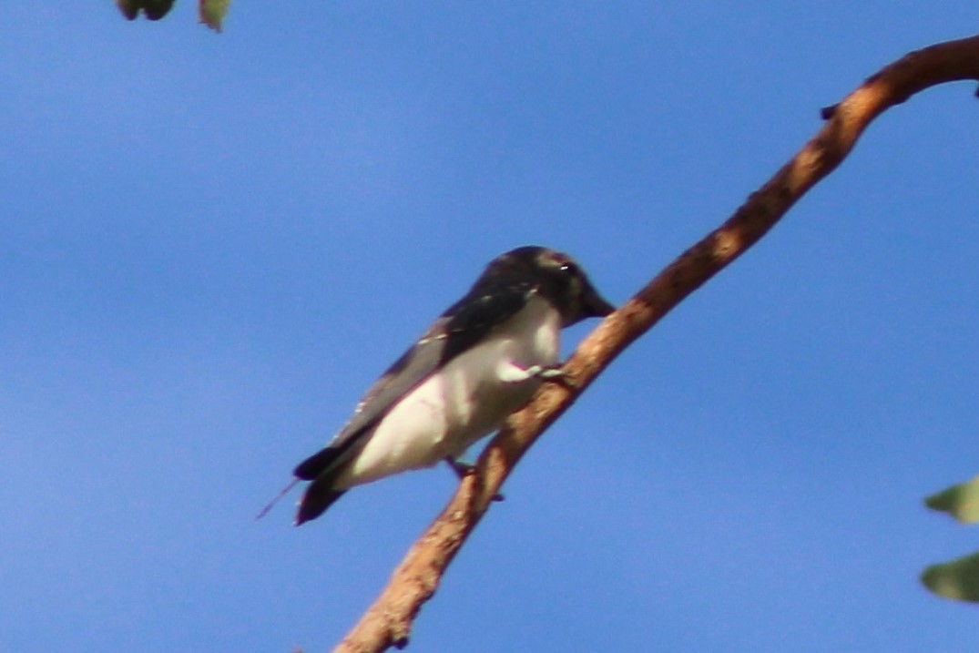 White-breasted Woodswallow - ML398727771
