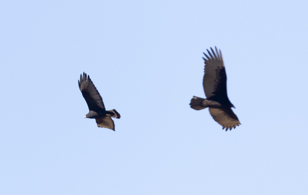 Zone-tailed Hawk - manuel grosselet