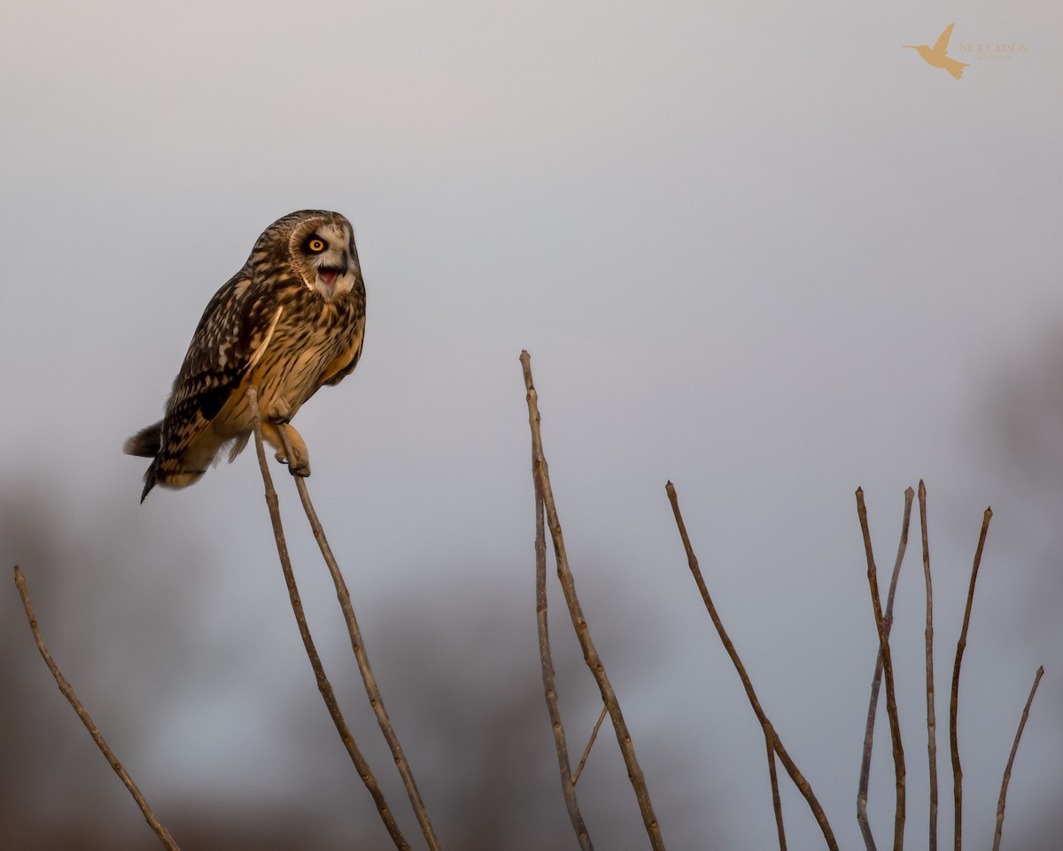 Short-eared Owl - Nick Carson