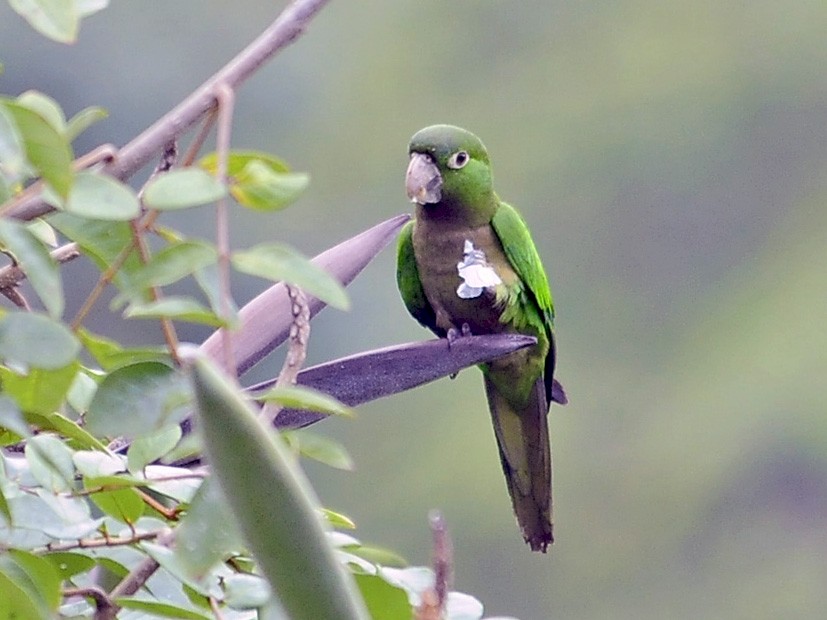 Olive-throated Parakeet - Kurt Hennige