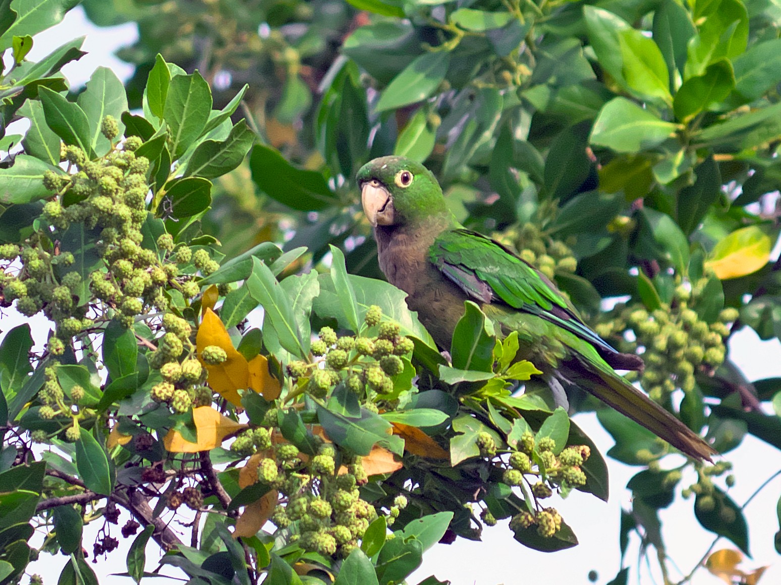 Olive-throated Parakeet - Paul Tavares