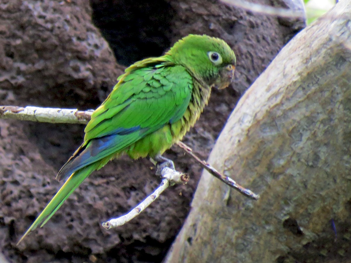 Olive-throated Parakeet - Elena Conde
