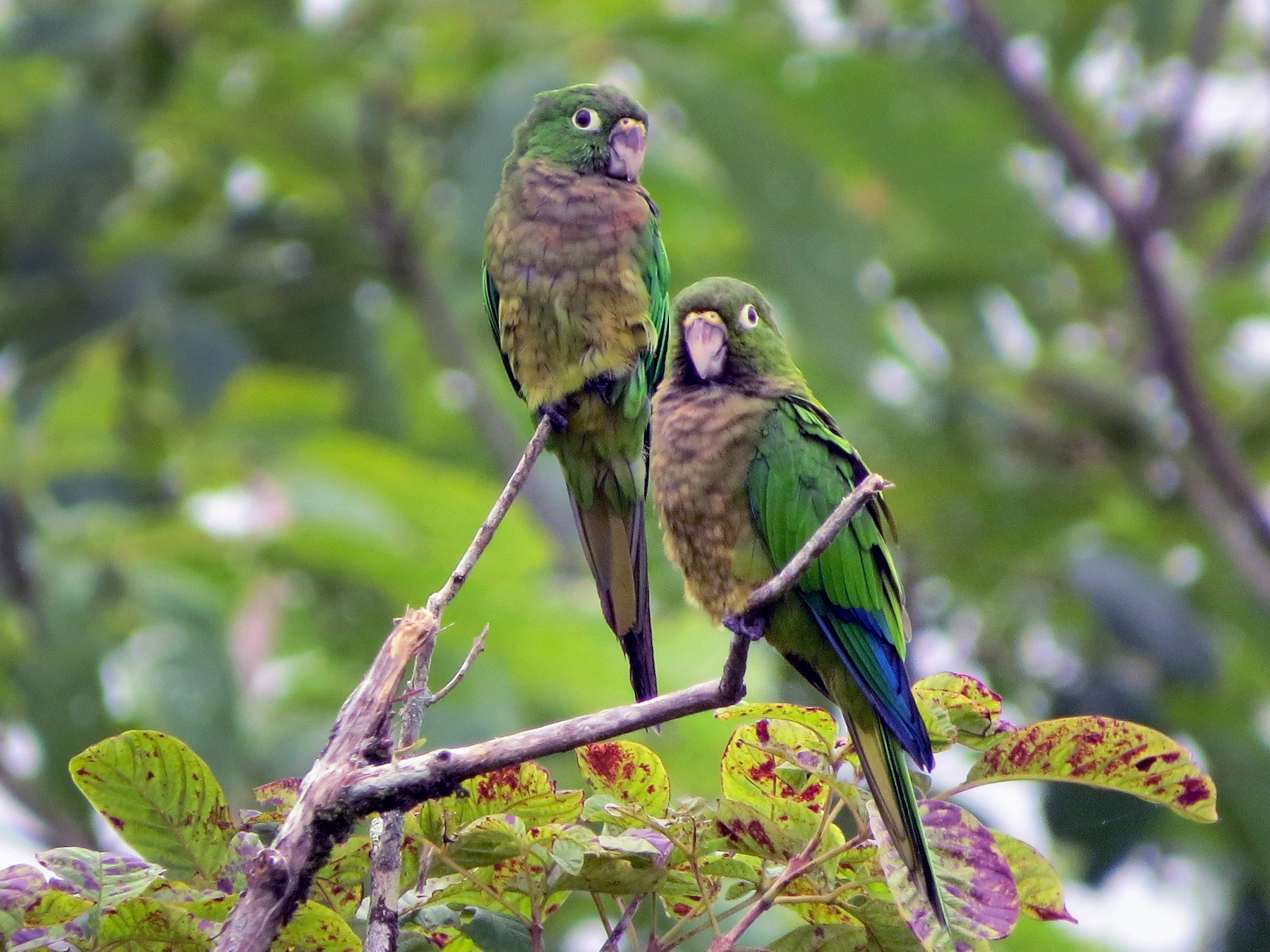 Olive-throated Parakeet - Jessie Stuebner