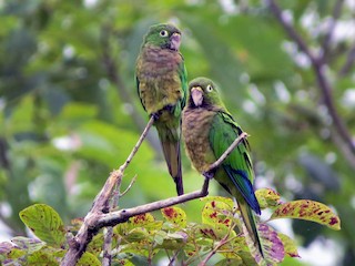  - Olive-throated Parakeet