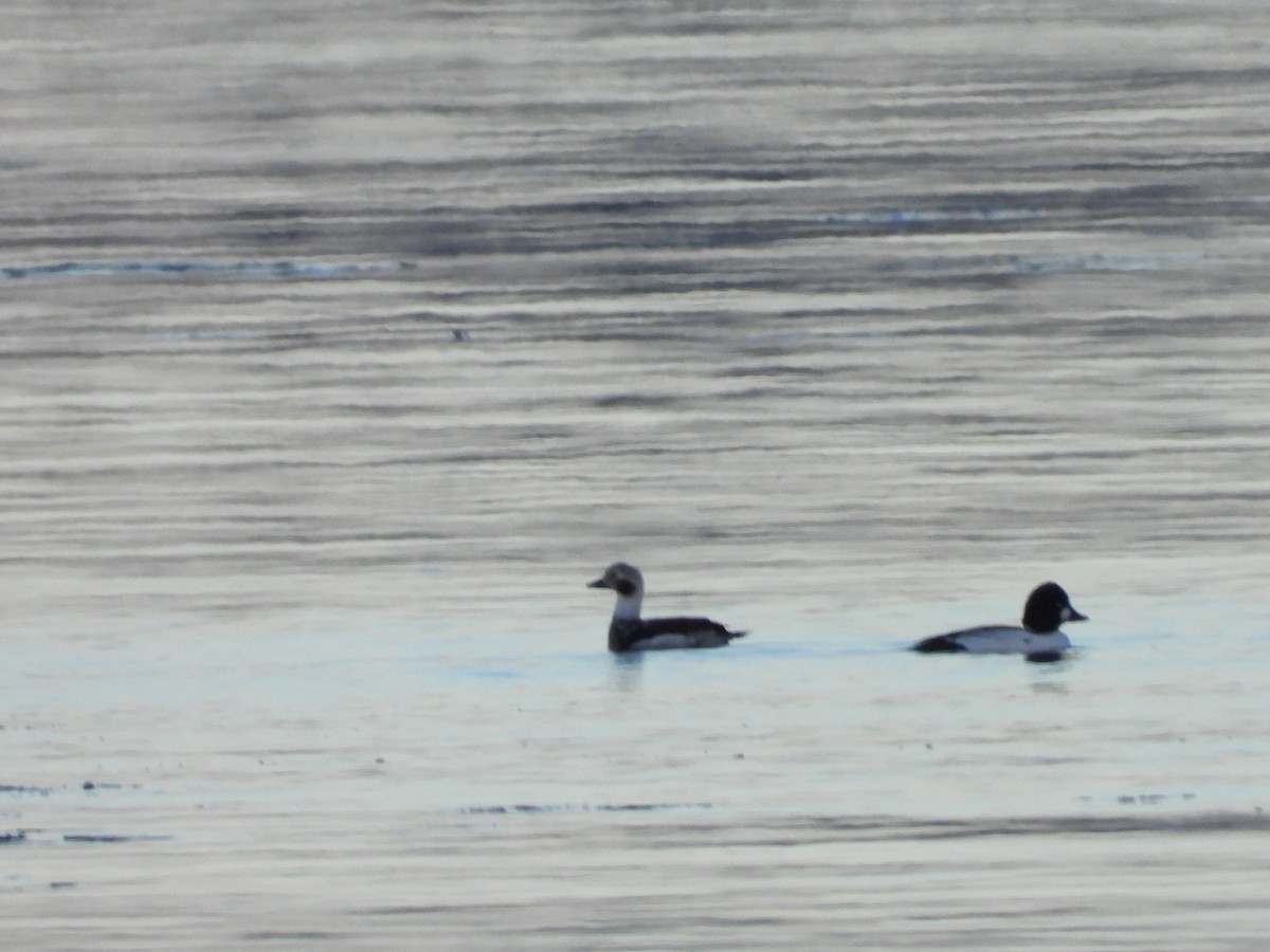 Long-tailed Duck - ML398743491