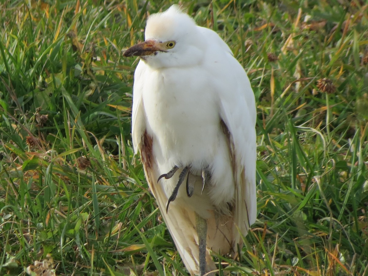 Western Cattle Egret - Jacques Ibarzabal