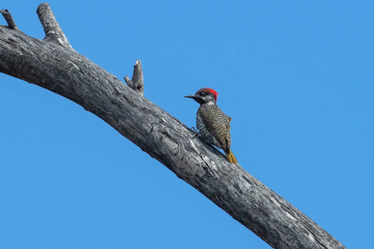 Golden-tailed Woodpecker (Golden-tailed) - Graham Gerdeman