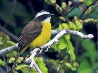  - Social Flycatcher