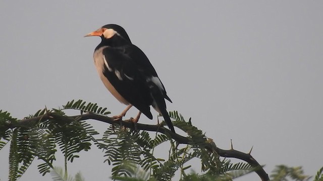 Indian Pied Starling - ML398750481
