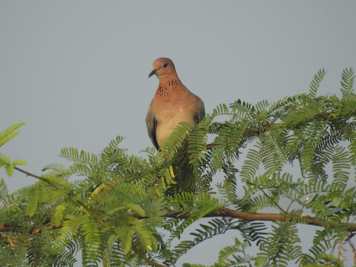 Laughing Dove - ML398750571