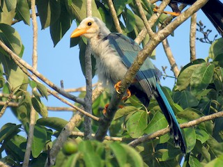 Juvenile - Green Jay Bird Conservancy Juan Flores - ML39875501