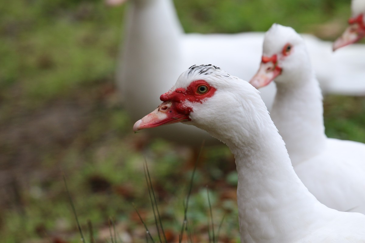Muscovy Duck (Domestic type) - Lindsey Mitchell