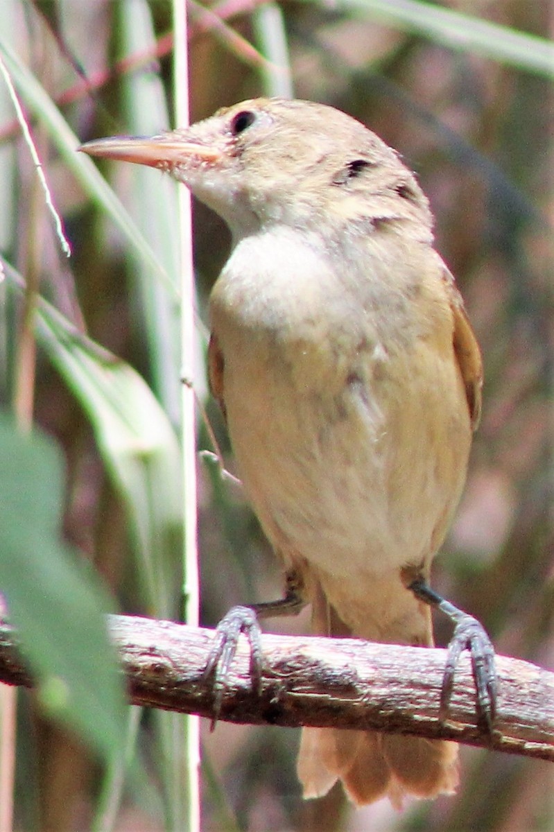 Australian Reed Warbler - Leonie Beaulieu