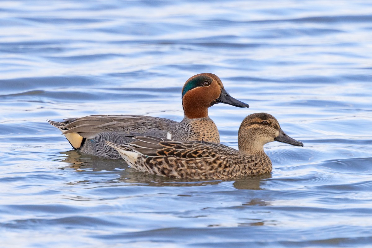 Green-winged Teal - ML398757451