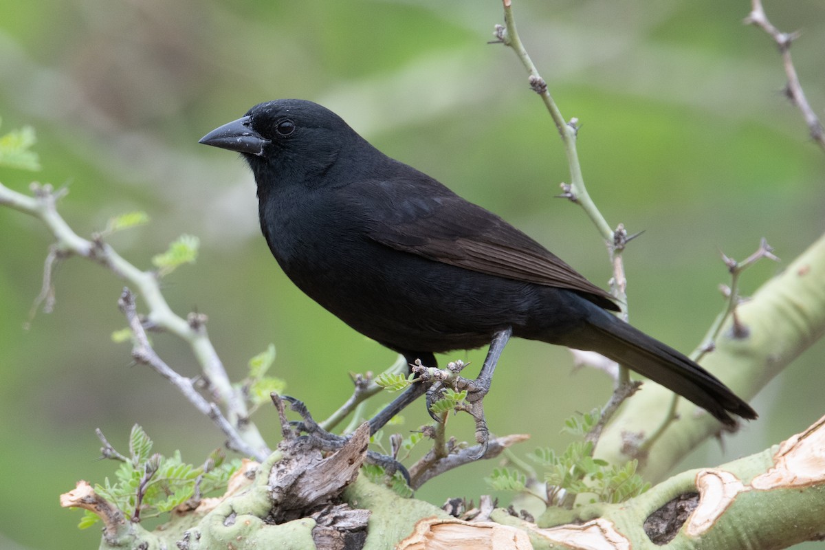 Bolivian Blackbird - John C. Mittermeier