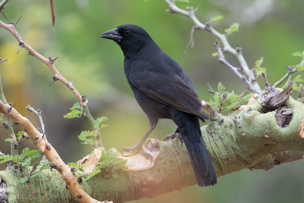 Bolivian Blackbird - ML398759341