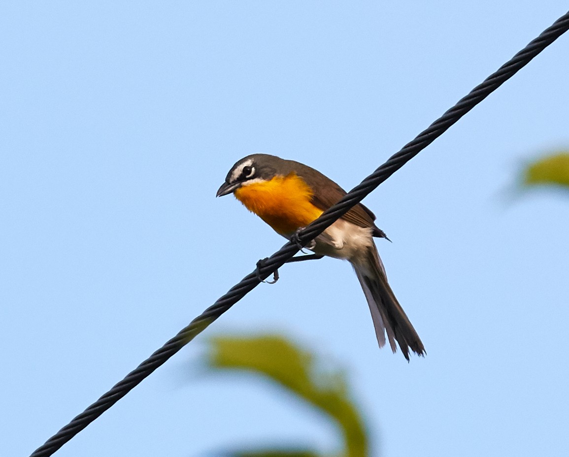 Yellow-breasted Chat - ML39876291