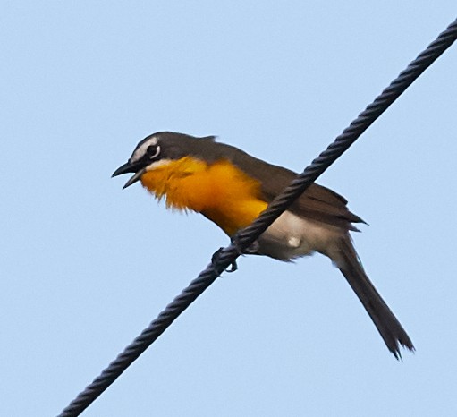 Yellow-breasted Chat - ML39876431