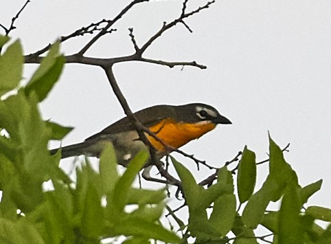Yellow-breasted Chat - ML39876441