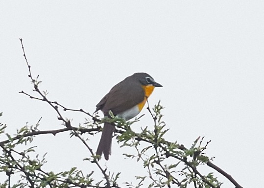 Yellow-breasted Chat - ML39876461