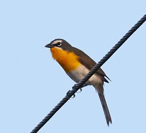 Yellow-breasted Chat - ML39876471
