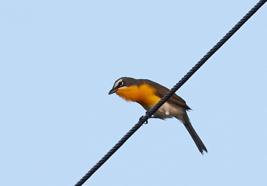 Yellow-breasted Chat - ML39876481