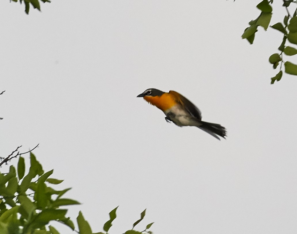 Yellow-breasted Chat - ML39876491