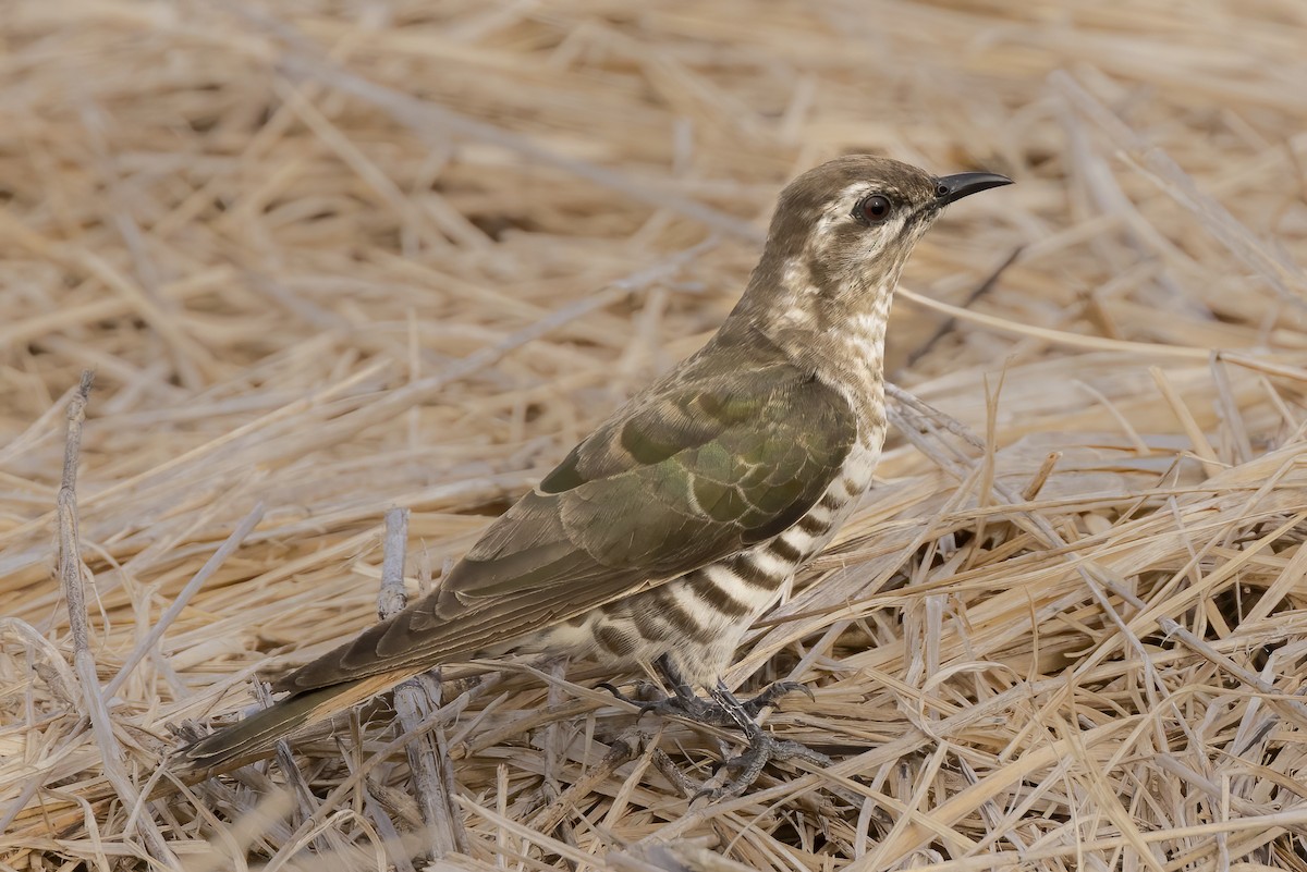 Horsfield's Bronze-Cuckoo - Hans Wohlmuth