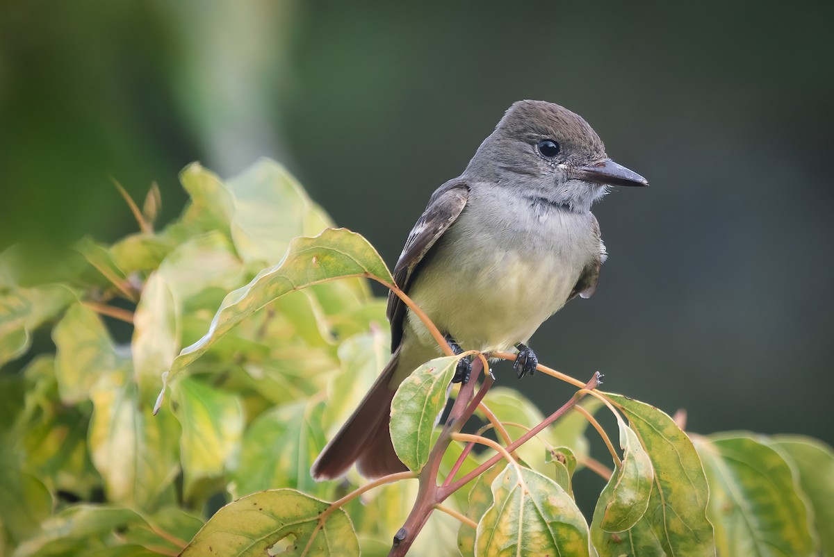 Great Crested Flycatcher - ML398767141