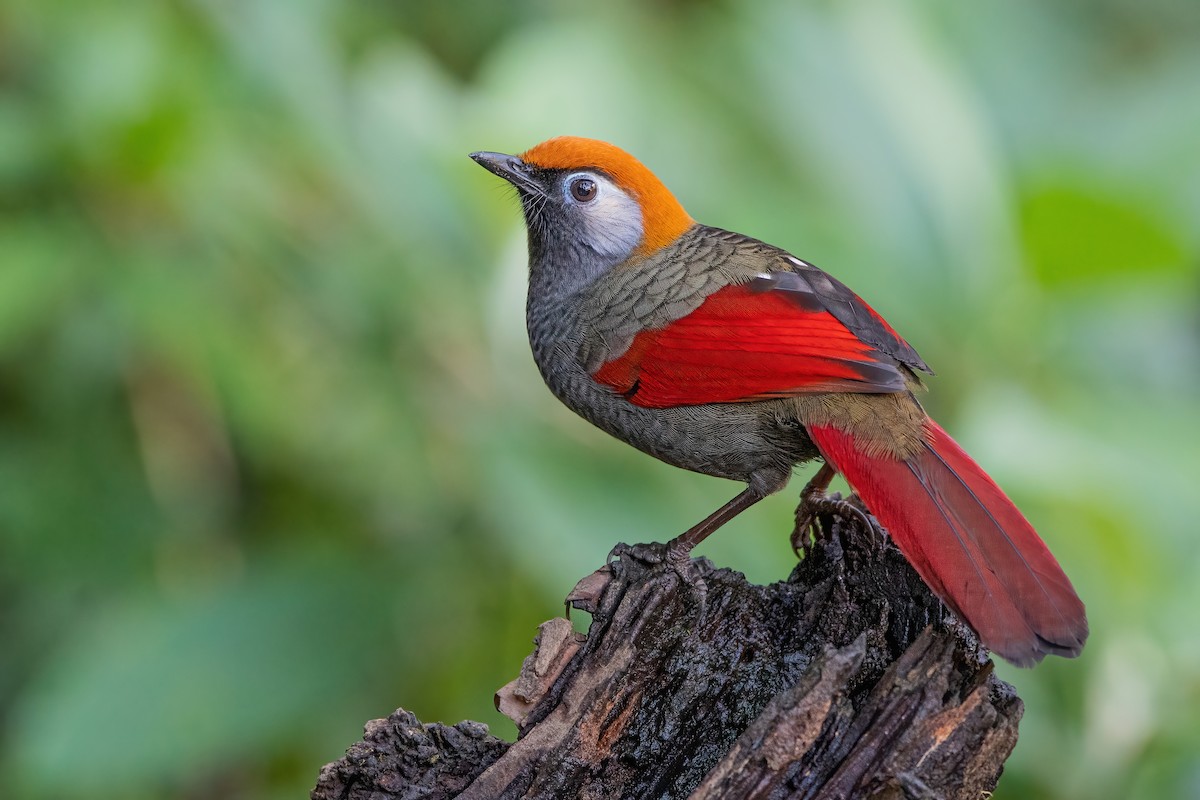 Red-tailed Laughingthrush - Ngoc Sam Thuong Dang