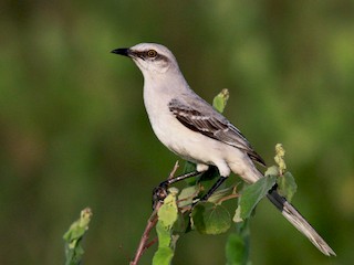 ◆大感謝祭!! Mockingbird コンクリートモデル G1G22385 Tropical Mockingbird - Virginia Breeding Bird Atlas
