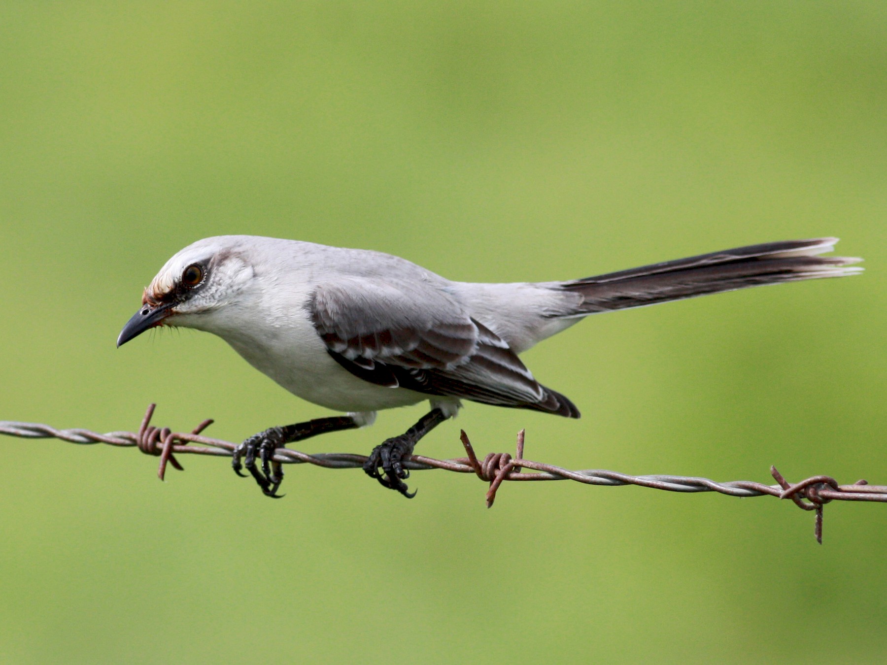 Tropical Mockingbird eBird