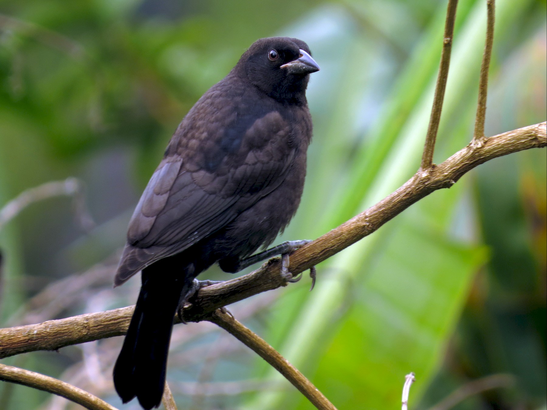 Melodious Blackbird - kenneth reyes
