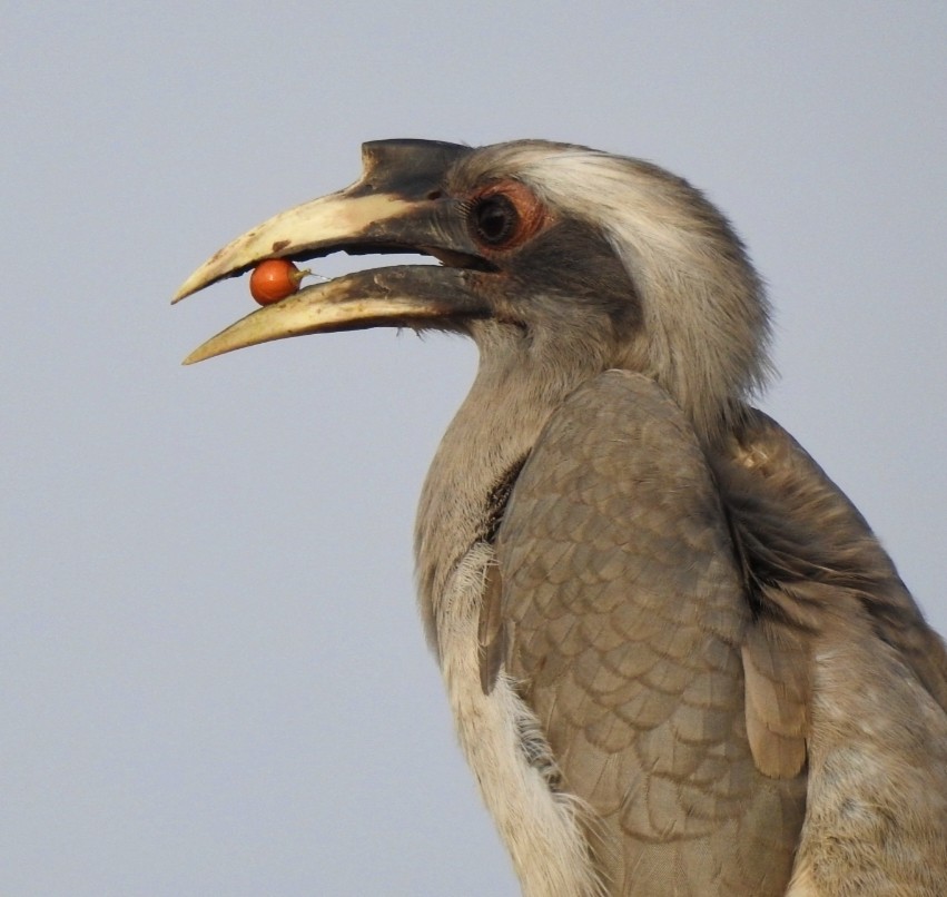 Indian Gray Hornbill - ML398782821