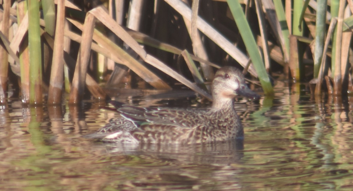Green-winged Teal - ML398783121