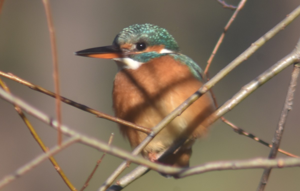 Common Kingfisher - Metin Güzeliş
