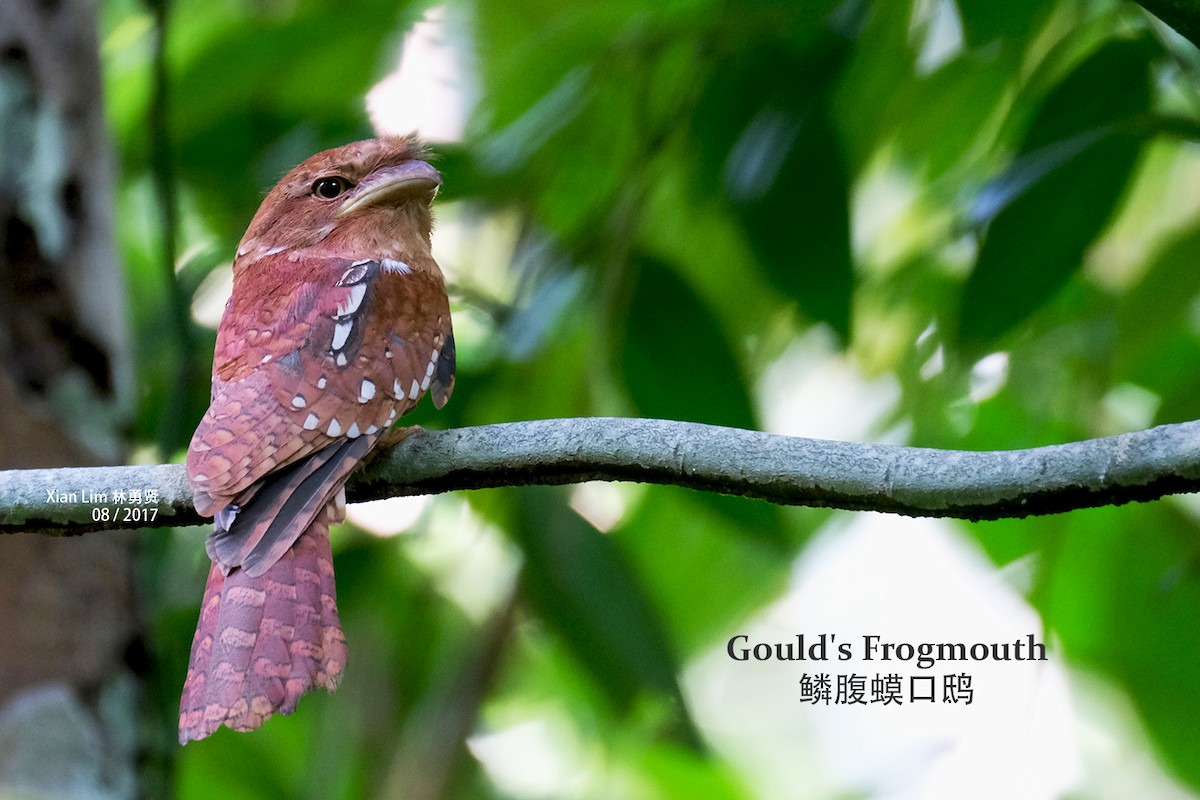 Gould's Frogmouth - Lim Ying Hien
