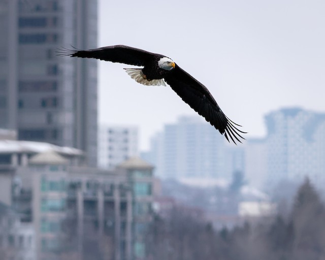 Flying over urban area. - Bald Eagle - 