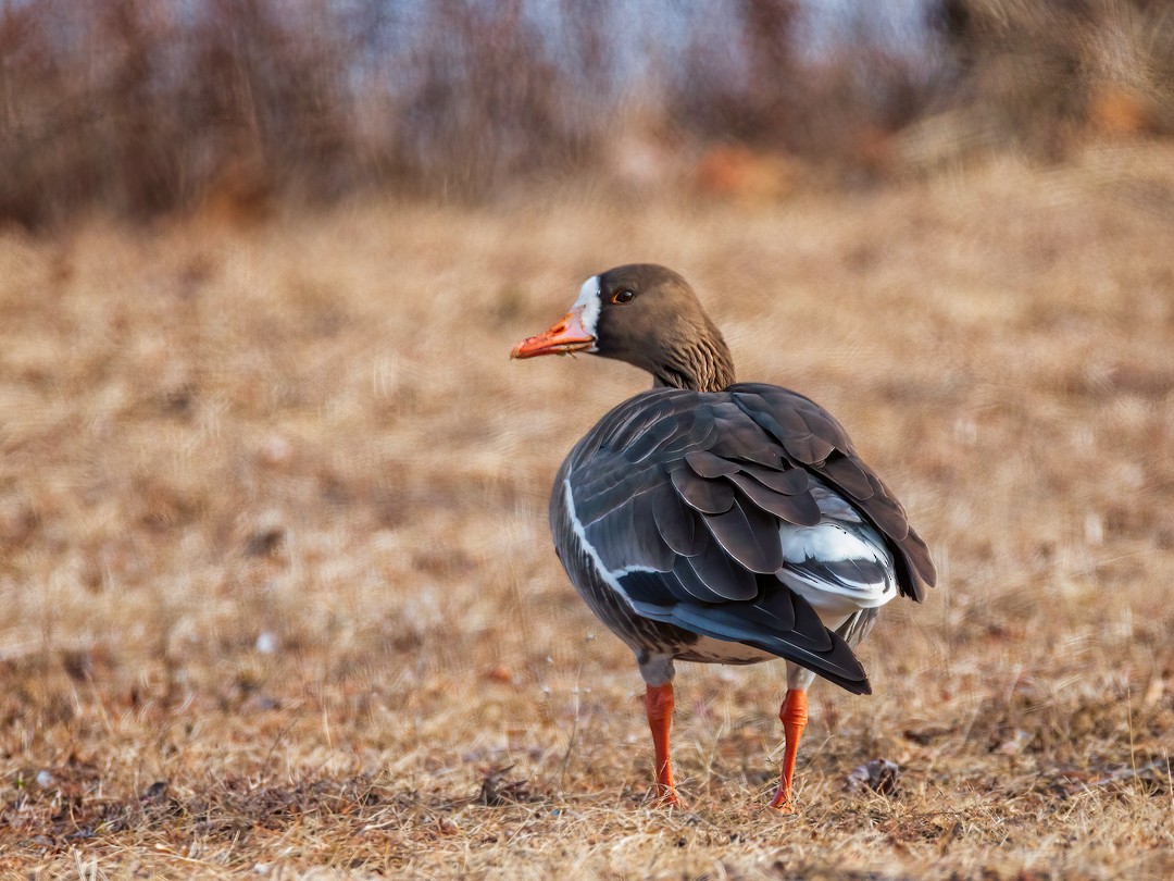 Greater White-fronted Goose - ML398793091