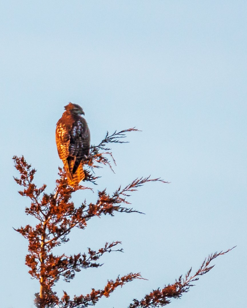 Red-tailed Hawk - ML398795251